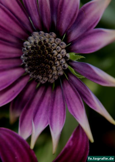 Margerite v.Bornhelm 116 Kopie