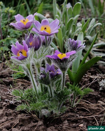 Pulsatilla vulgaris