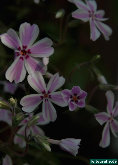 Phlox subulata 044 Kopie