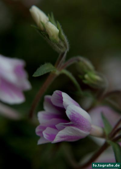Phlox subulata 094 Kopie