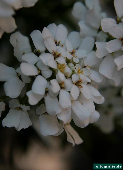 Schleifenblume 015 Kopie