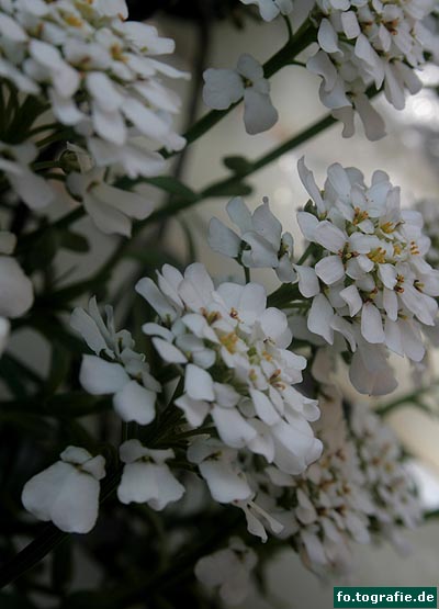 Schleifenblume 063 Kopie