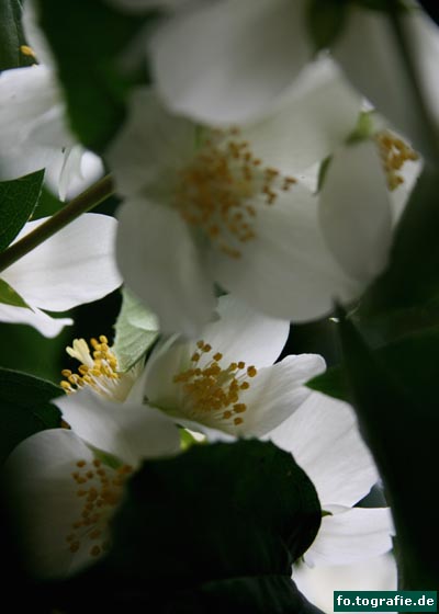 Jasmin 12.6.13 086 w Kopie