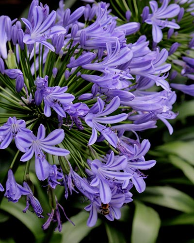 Agapanthus-Hybride