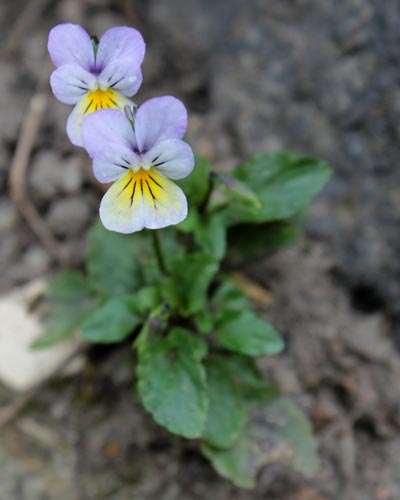 Viola tricolor