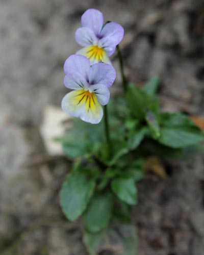 Wildes Stiefmütterchen