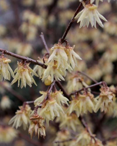 Chinesische Winterblüte