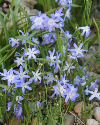 Chionodoxa forbesii