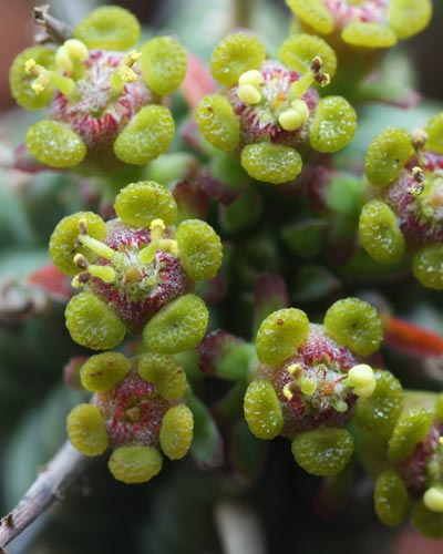 euphorbia-fimbriata-002