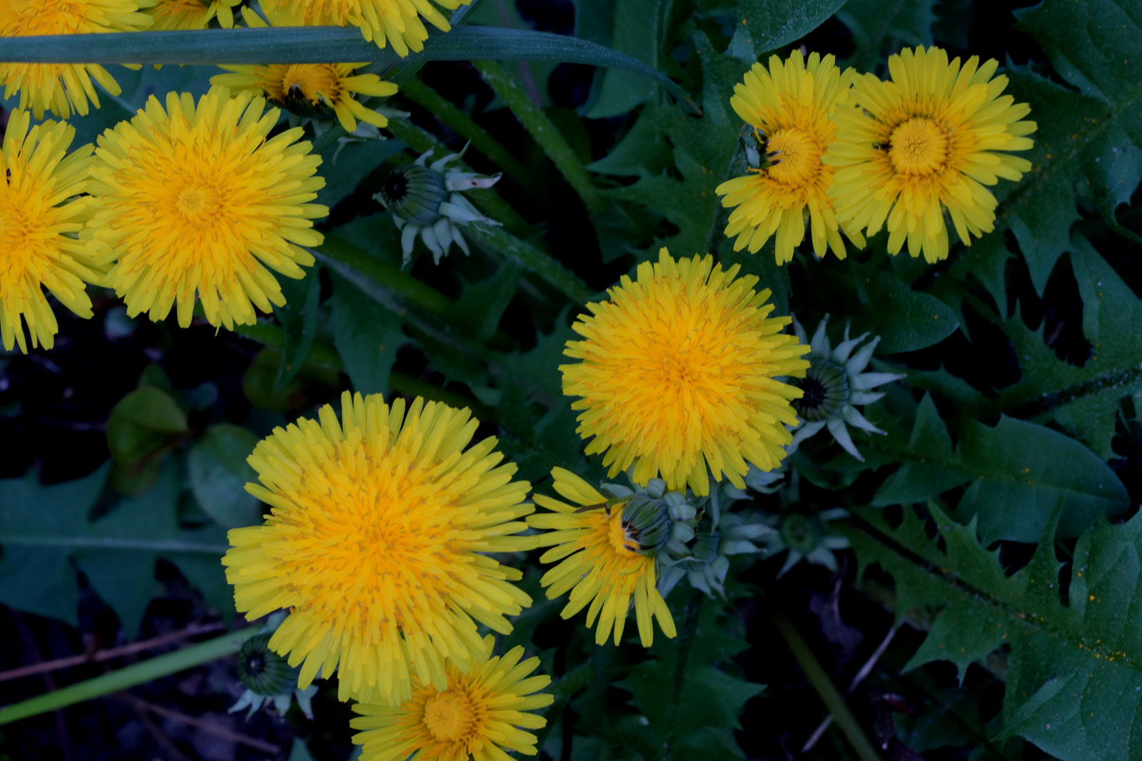 Taraxacum officinale