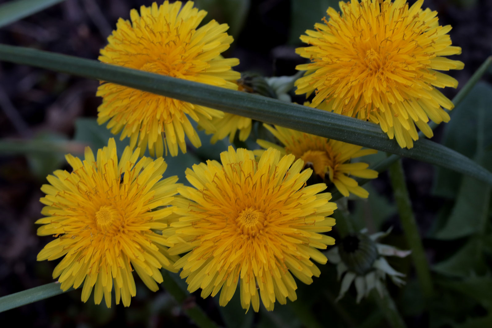 Taraxacum officinale