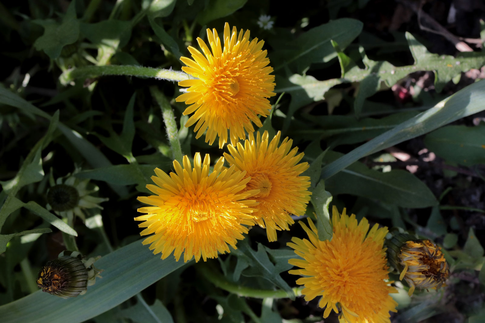 Taraxacum officinale