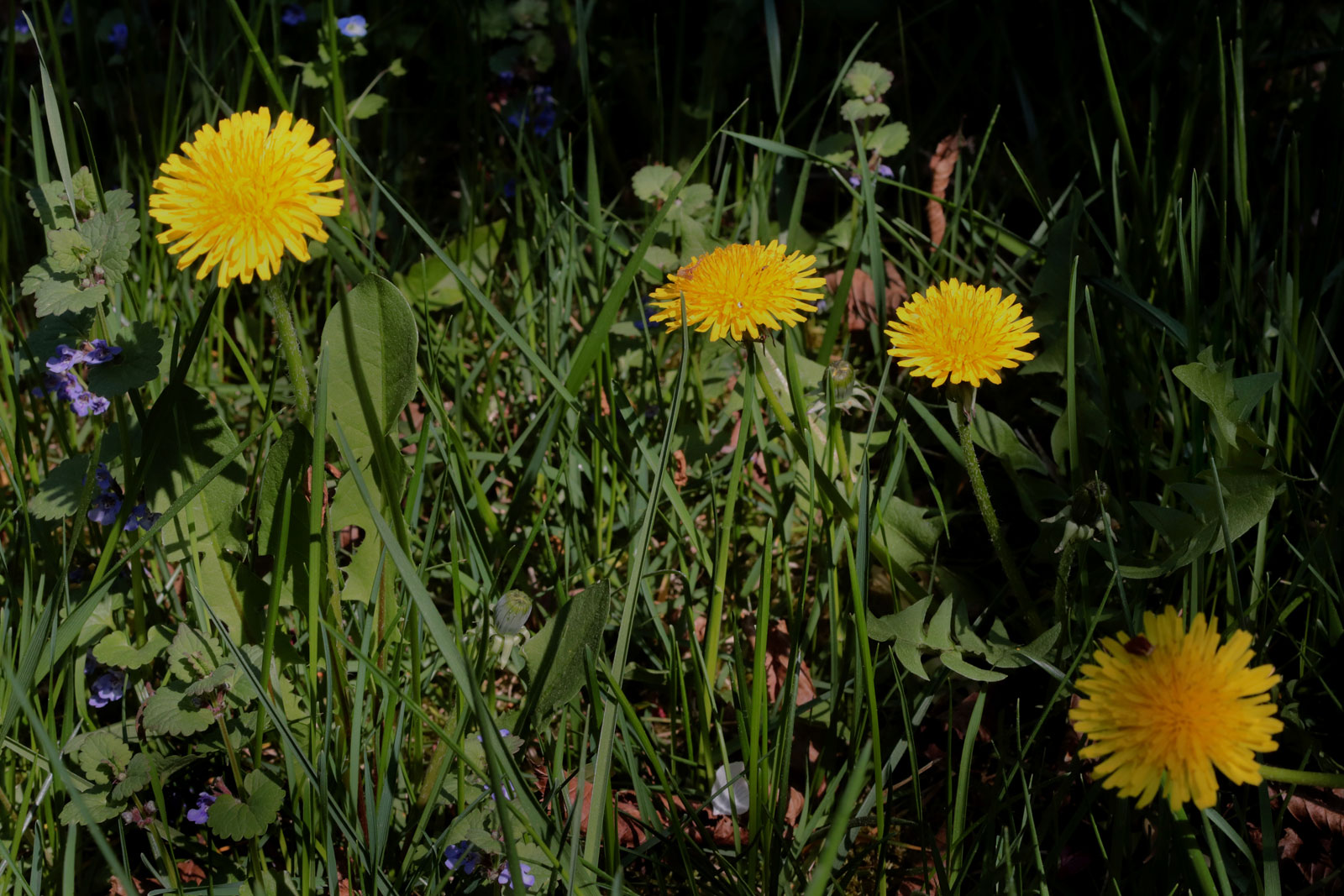 Taraxacum officinale