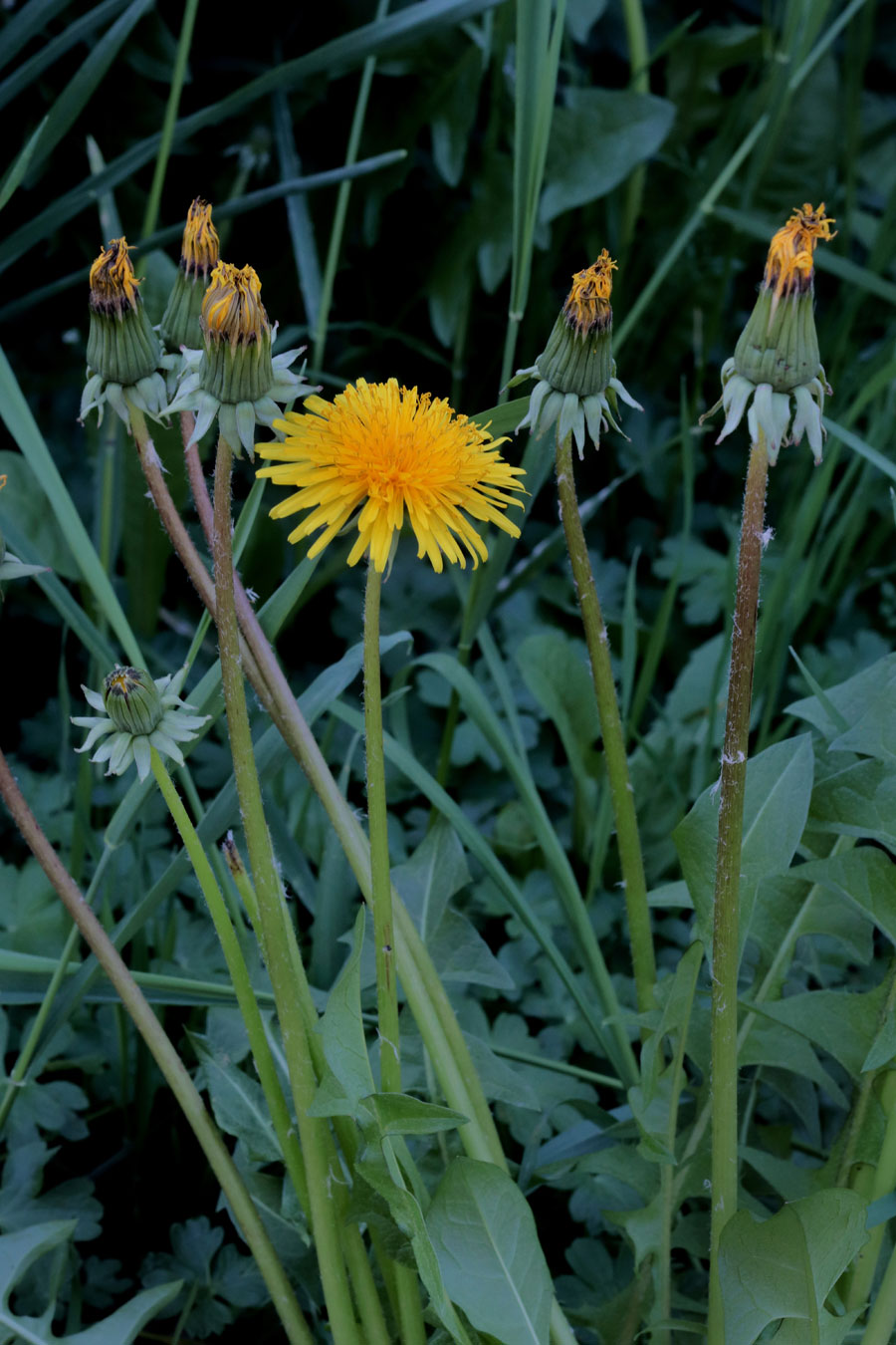 Taraxacum officinale