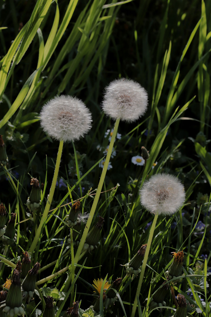 Taraxacum officinale