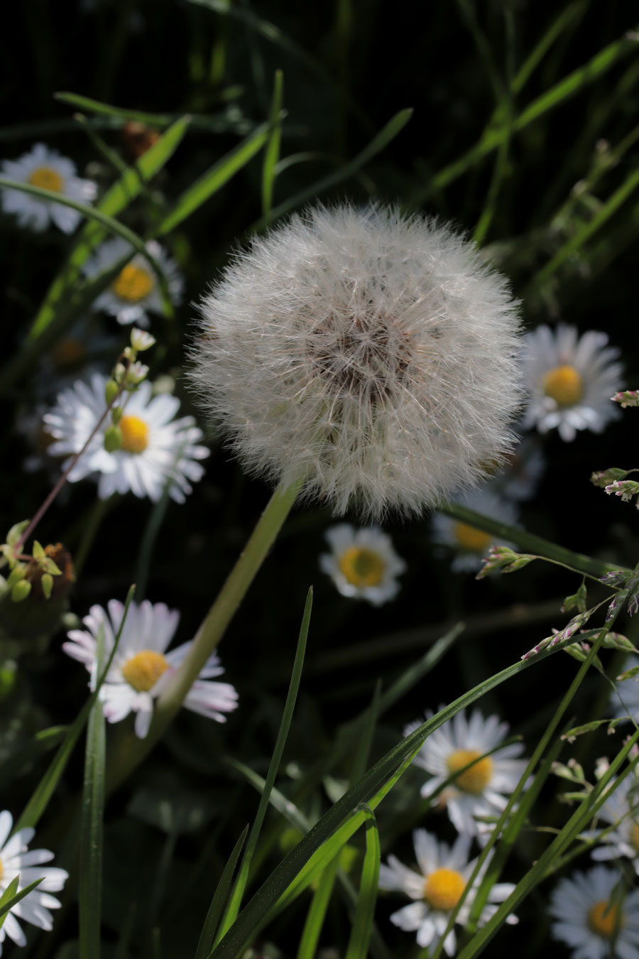 Taraxacum officinale