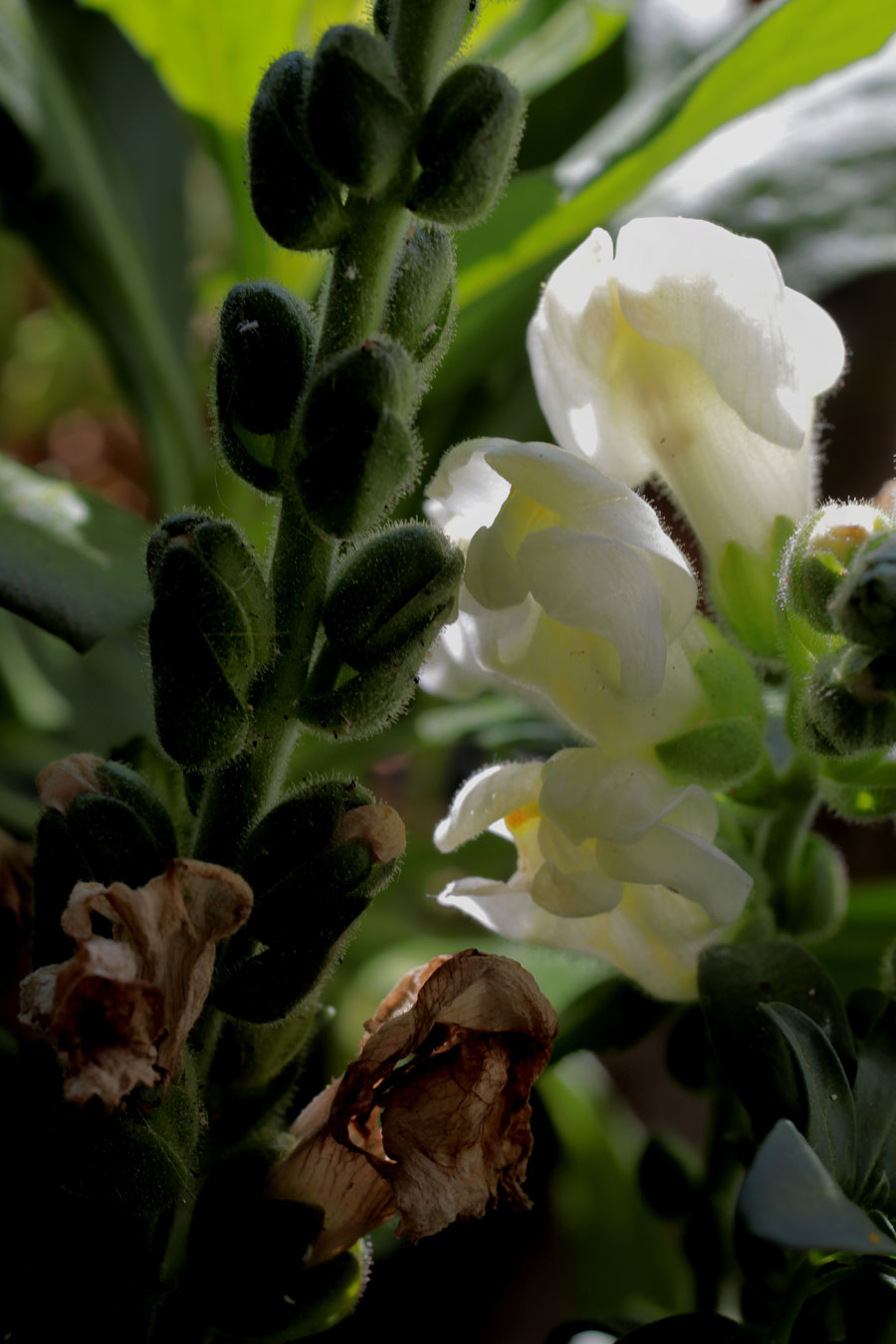 Großes Löwenmäulchen