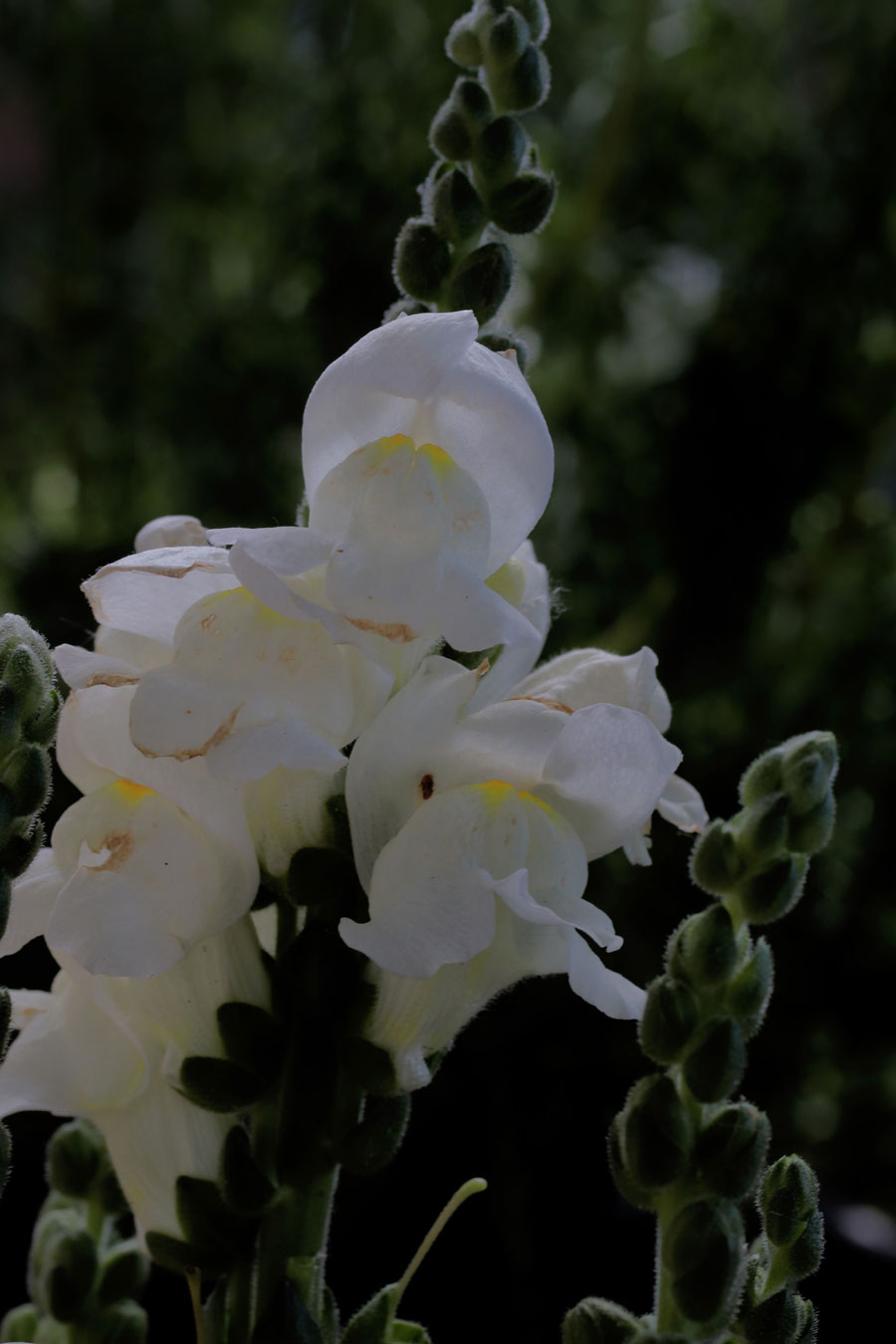 Großes Löwenmäulchen