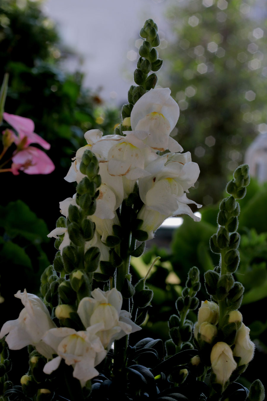 Großes Löwenmäulchen