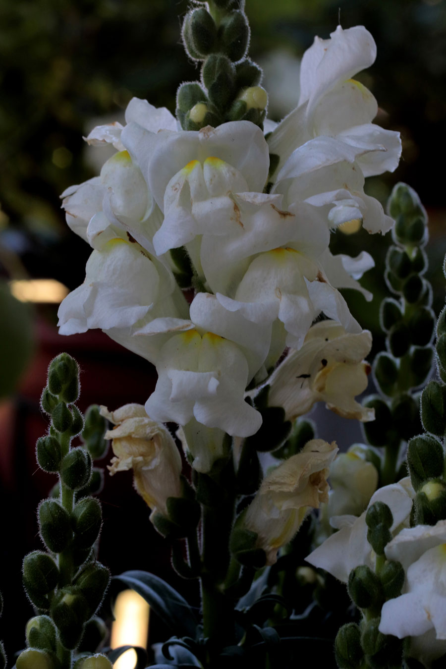 Großes Löwenmäulchen