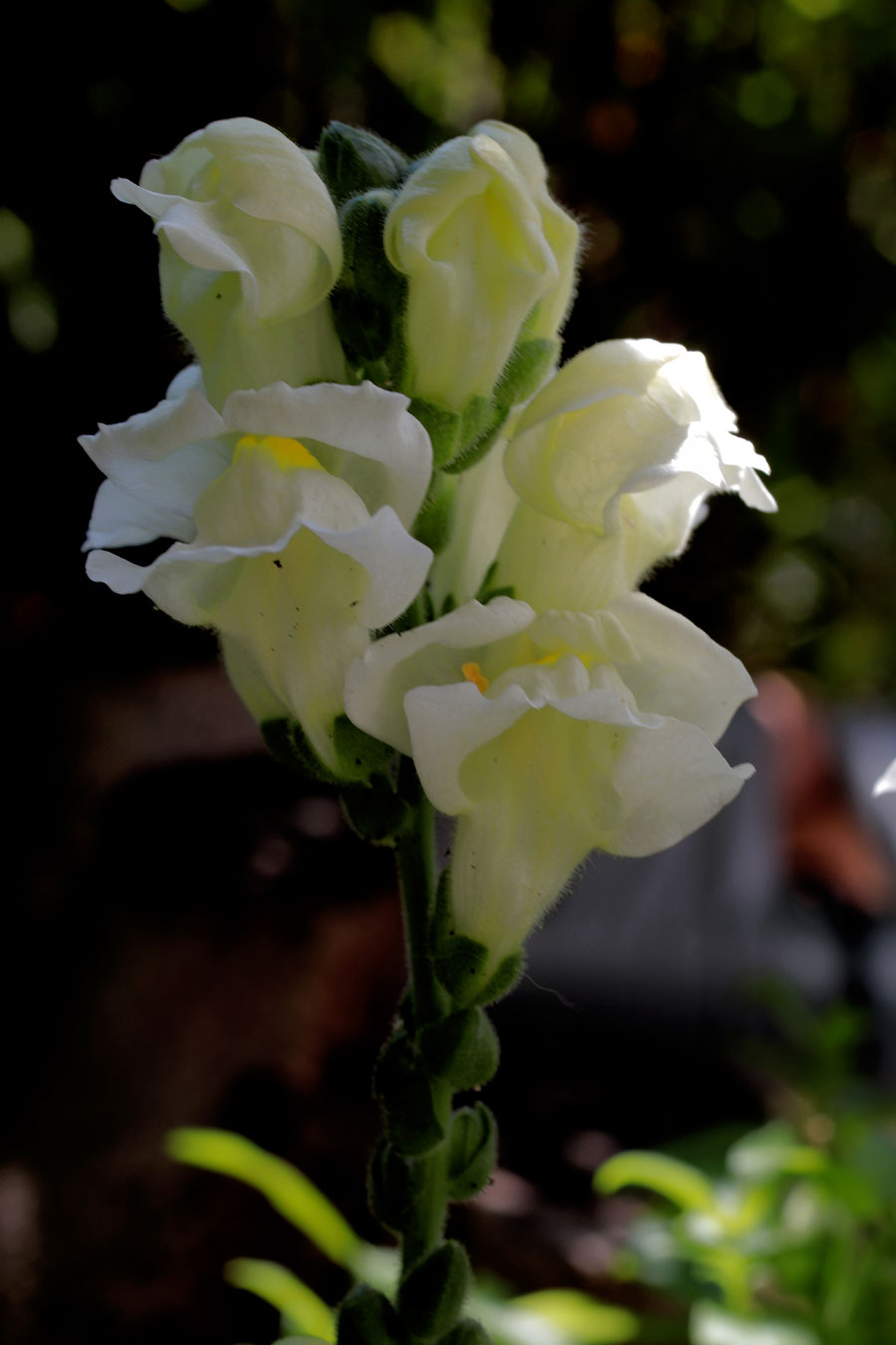 Großes Löwenmäulchen